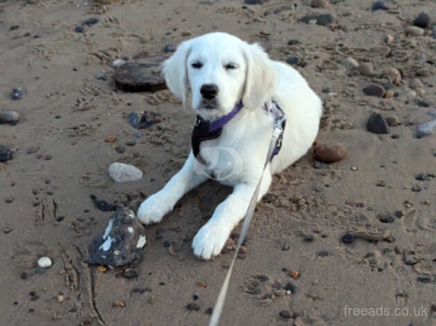 Rehome 4 month old Lexi for sale in Leeds, West Yorkshire - Image 2