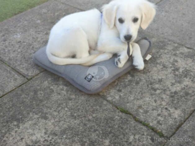 Rehome 4 month old Lexi for sale in Leeds, West Yorkshire - Image 3