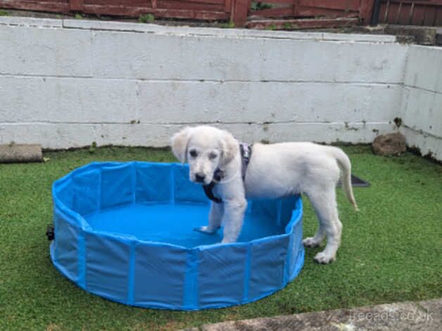 Rehome 4 month old Lexi for sale in Leeds, West Yorkshire - Image 4