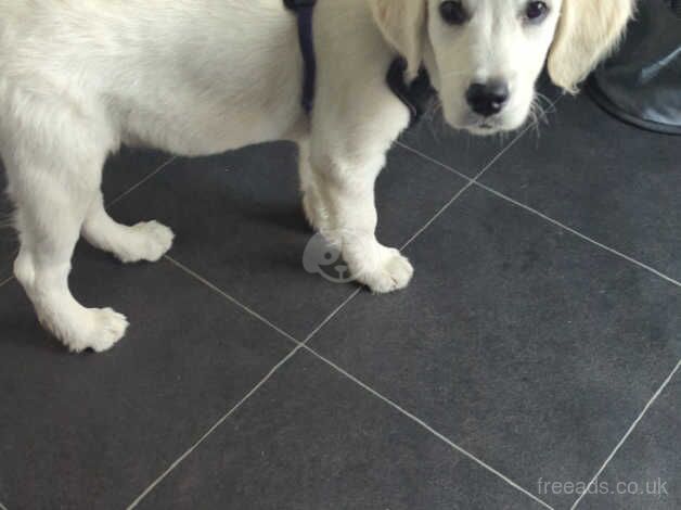 Rehome 4 month old Lexi for sale in Leeds, West Yorkshire - Image 5