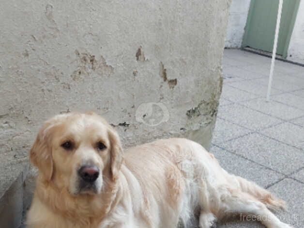 Rehoming appeal for sale in Ballymena - Image 4