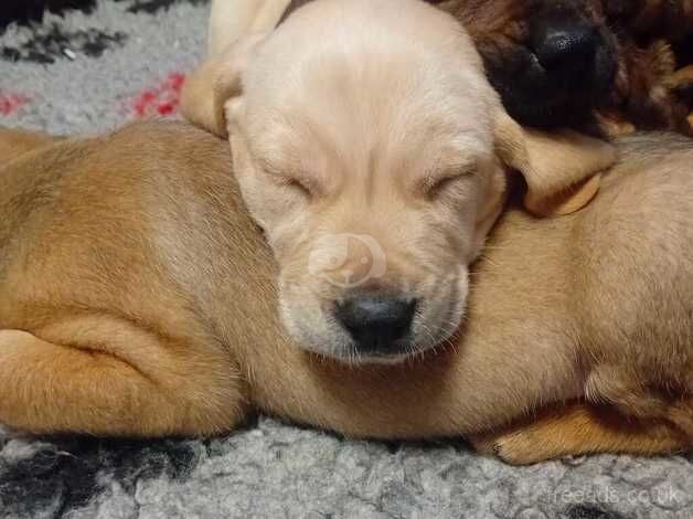 Retriever cross puppies for sale in Neath/Castell-Nedd, Neath Port Talbot