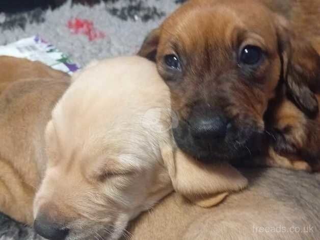 Retriever cross puppies for sale in Neath/Castell-Nedd, Neath Port Talbot - Image 2