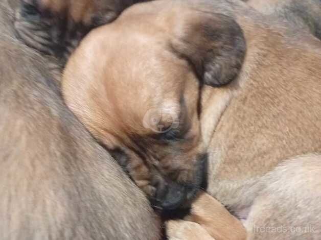 Retriever cross puppies for sale in Neath/Castell-Nedd, Neath Port Talbot - Image 3