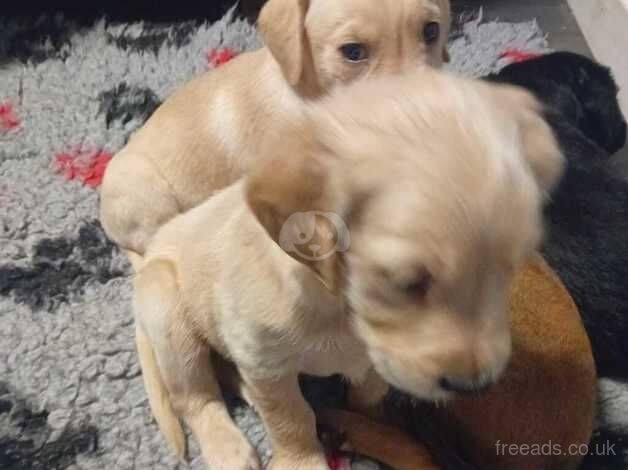 Retriever cross puppies for sale in Neath/Castell-Nedd, Neath Port Talbot - Image 4