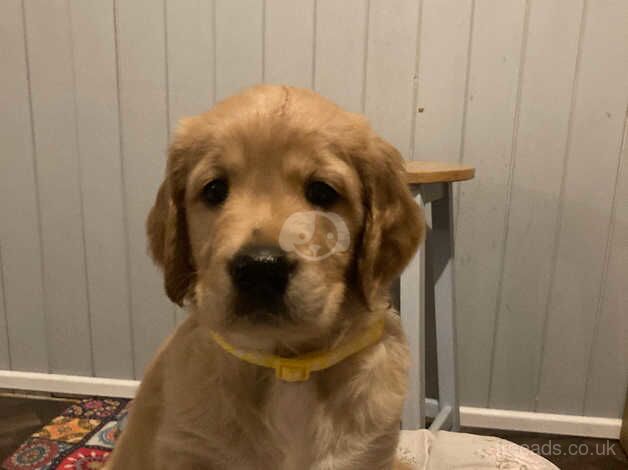 Retriever puppy for sale in Warwick, Warwickshire - Image 1