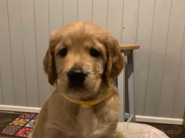 Retriever puppy for sale in Warwick, Warwickshire - Image 5