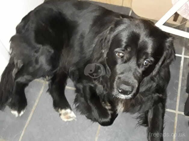 RETRIEVER X PUPPY for sale in Great Yarmouth, Norfolk