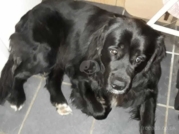 RETRIEVER X PUPPY for sale in Great Yarmouth, Norfolk - Image 1