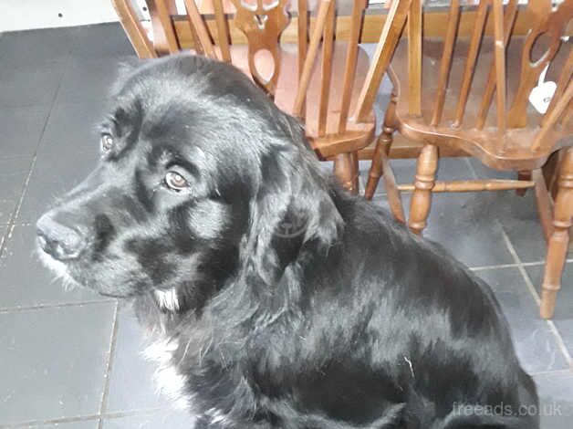 RETRIEVER X PUPPY for sale in Great Yarmouth, Norfolk - Image 2