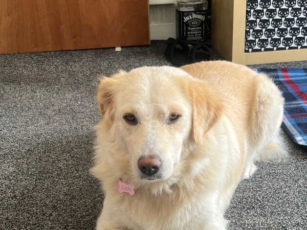 Selling my beautiful female golden retriever for sale in Milton Keynes, Buckinghamshire