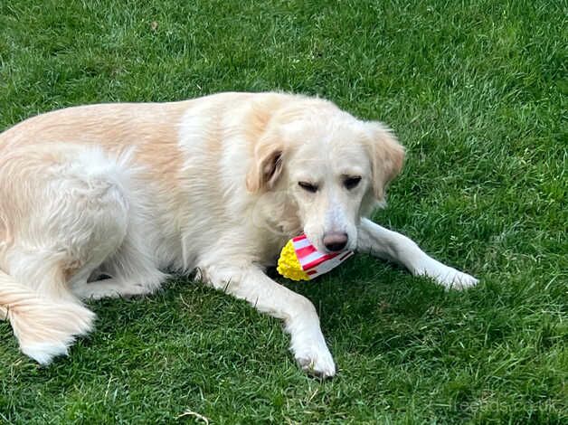 Selling my beautiful female golden retriever for sale in Milton Keynes, Buckinghamshire - Image 2