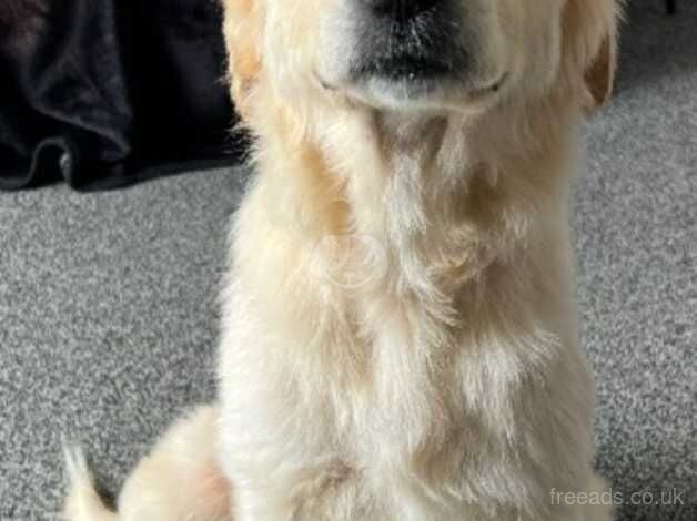 Selling my beautiful female golden retriever for sale in Milton Keynes, Buckinghamshire - Image 3