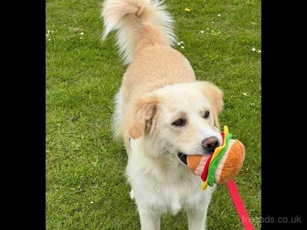 Selling my beautiful female golden retriever for sale in Milton Keynes, Buckinghamshire - Image 5