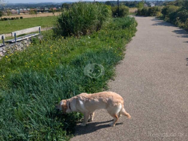 Selling my beautiful golden retriever as I don't have time for her anymore for sale in Waterlooville, Hampshire