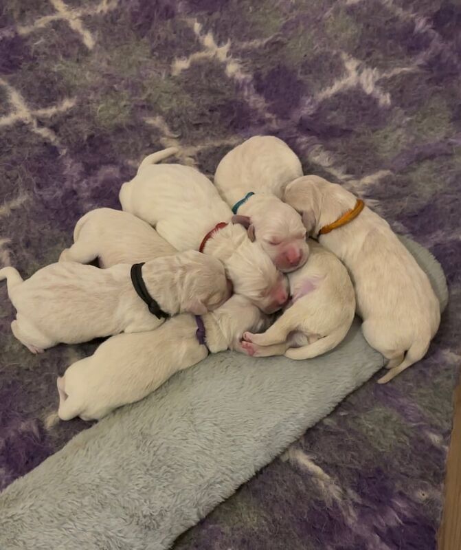 Show Line KC Golden Retriever Pups for sale in Armagh, County Armagh - Image 2