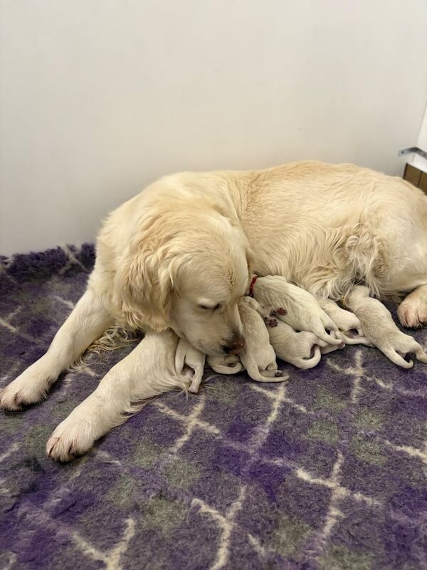 Show Line KC Golden Retriever Pups for sale in Armagh, County Armagh - Image 3