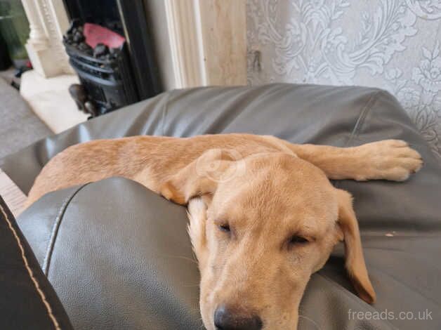 Sonny a happy lively 15 month old male lab for sale in Gateshead, Tyne and Wear - Image 1