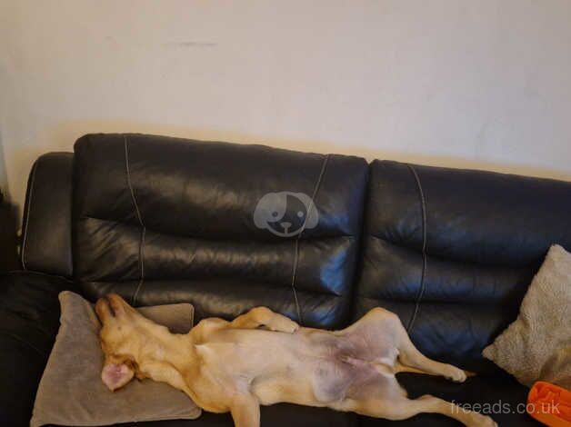 Sonny a happy lively 15 month old male lab for sale in Gateshead, Tyne and Wear - Image 3