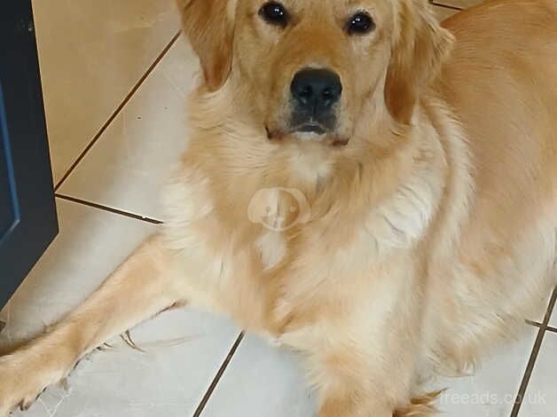 Stud Prospect Stunning KC Registered Golden Retriever Bay for sale in Pontypool/Pont-y-pwl, Torfaen - Image 1