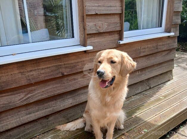 Stud Prospect Stunning KC Registered Golden Retriever Bay for sale in Pontypool/Pont-y-pwl, Torfaen - Image 3