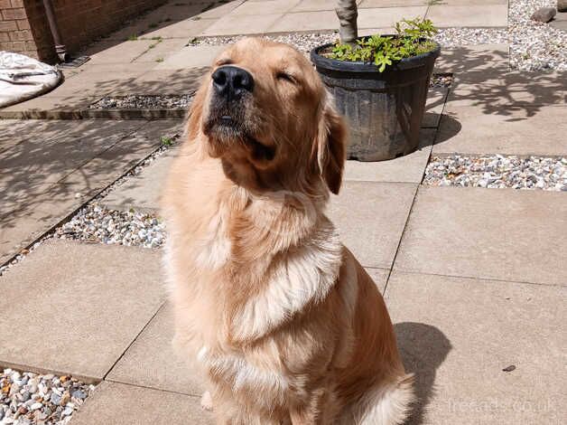 Stud Prospect Stunning KC Registered Golden Retriever Bay for sale in Pontypool/Pont-y-pwl, Torfaen - Image 4