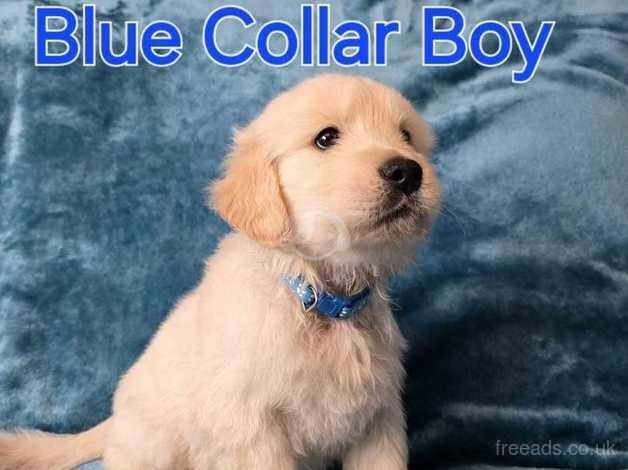 Stunning boy golden retriever for sale in Cradley Heath, West Midlands