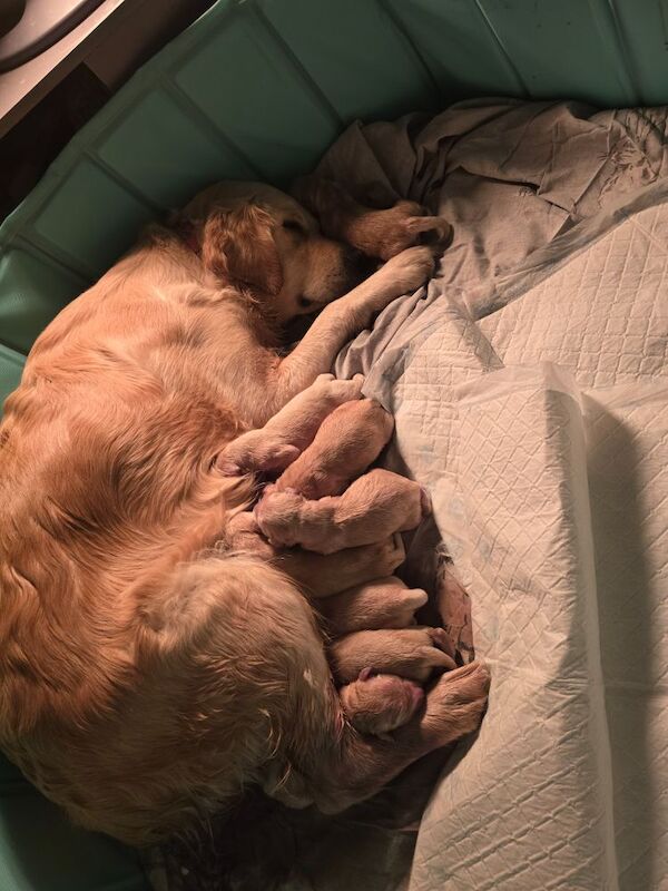 Stunning chunky Golden Retrievers for sale in Telford, Shropshire