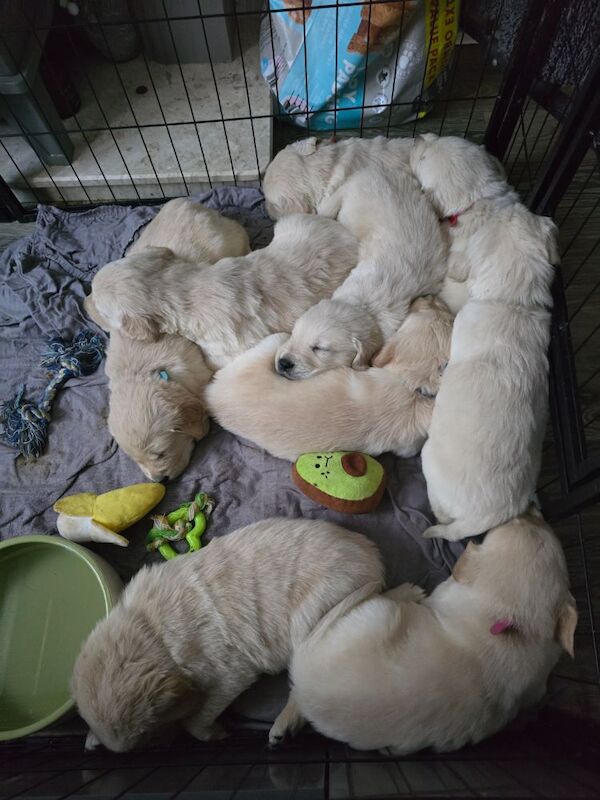 Stunning chunky Golden Retrievers for sale in Telford, Shropshire - Image 2