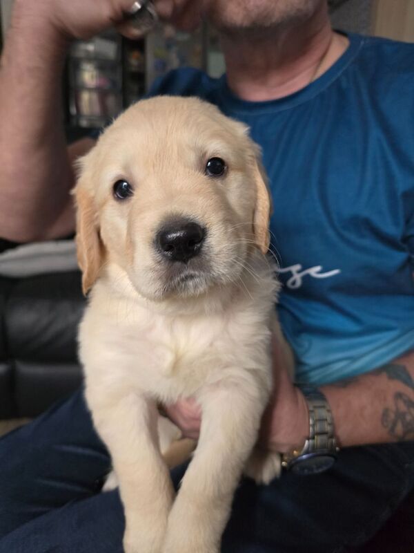 Stunning chunky Golden Retrievers for sale in Telford, Shropshire - Image 3