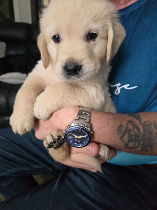 Stunning chunky Golden Retrievers for sale in Telford, Shropshire - Image 4