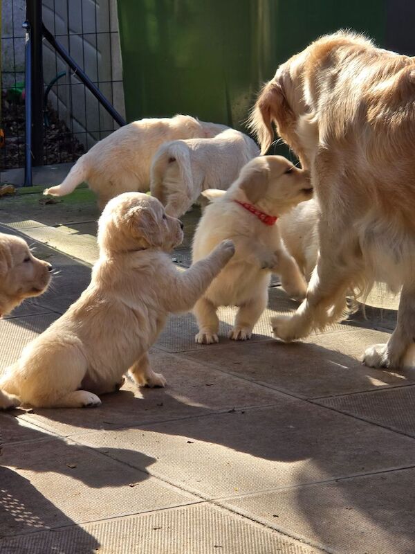 Stunning chunky Golden Retrievers for sale in Telford, Shropshire - Image 5