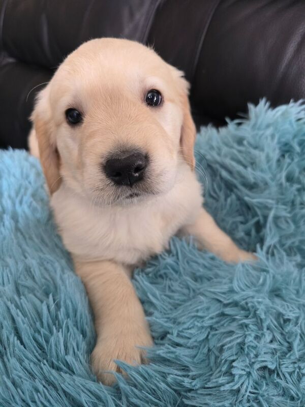 Stunning chunky Golden Retrievers for sale in Telford, Shropshire - Image 6