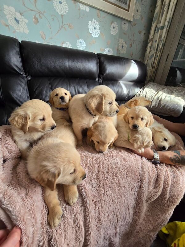 Stunning chunky Golden Retrievers for sale in Telford, Shropshire - Image 7