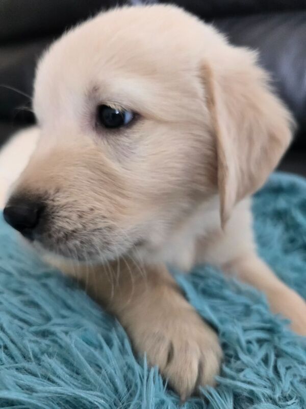 Stunning chunky Golden Retrievers for sale in Telford, Shropshire - Image 8