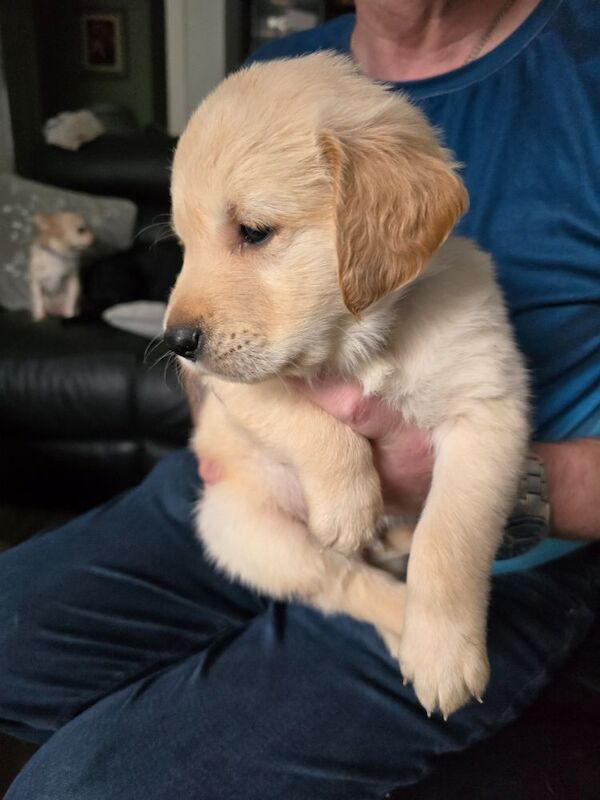 Stunning chunky Golden Retrievers for sale in Telford, Shropshire - Image 9