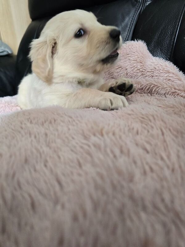 Stunning chunky Golden Retrievers for sale in Telford, Shropshire - Image 10