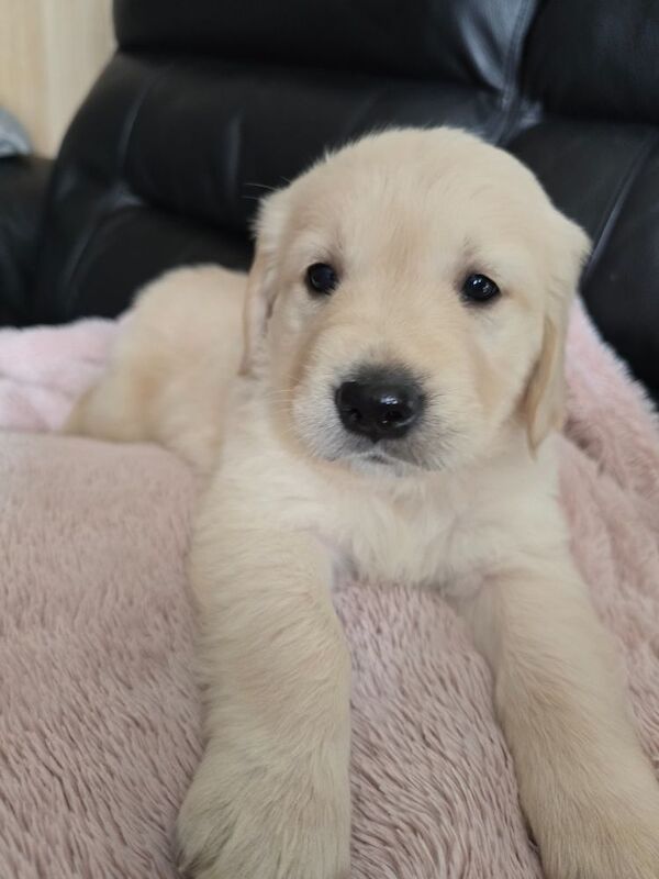 Stunning chunky Golden Retrievers for sale in Telford, Shropshire - Image 11