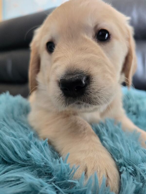 Stunning chunky Golden Retrievers for sale in Telford, Shropshire - Image 12