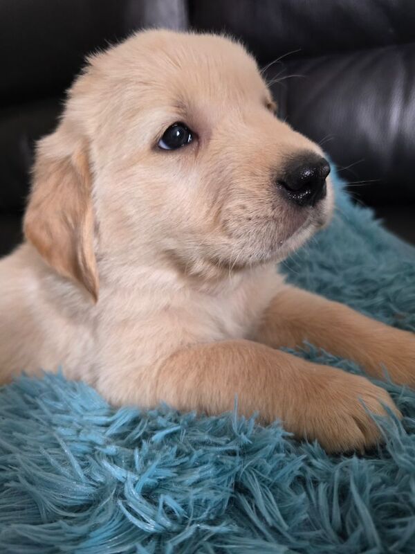 Stunning chunky Golden Retrievers for sale in Telford, Shropshire - Image 13