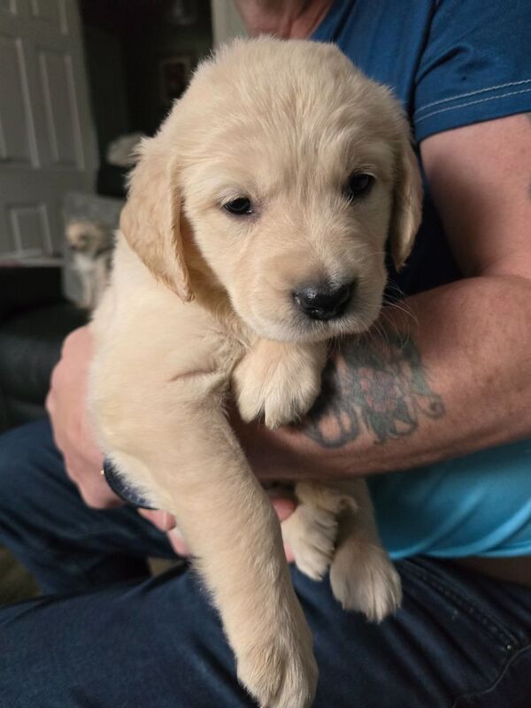 Stunning chunky Golden Retrievers for sale in Telford, Shropshire - Image 14