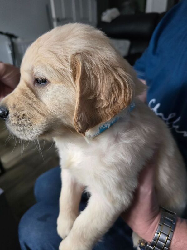 Stunning chunky Golden Retrievers for sale in Telford, Shropshire - Image 15