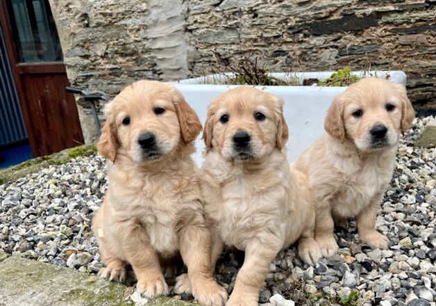 Stunning confident golden retrievers for sale in Ilfracombe, Devon