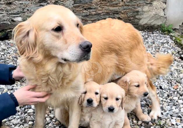 Golden Retriever Puppies for sale in Devon