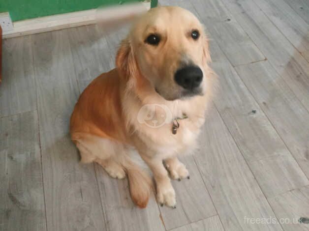 Stunning Golden retriever male puppy for sale in Reading, Berkshire