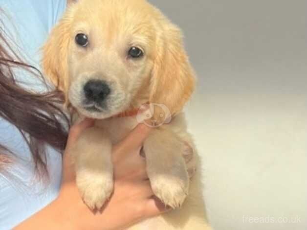 Stunning golden retriever puppies for sale in Redbridge, Redbridge, Greater London