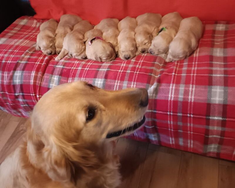 ⭐Stunning Golden Retriever Puppies - KC Reg⭐ for sale in Kirkcowan, Dumfries and Galloway - Image 2