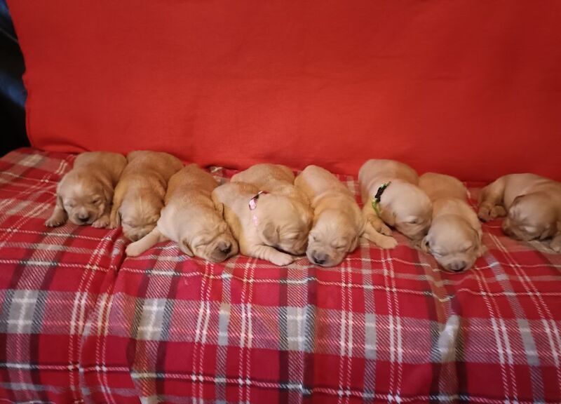 ⭐Stunning Golden Retriever Puppies - KC Reg⭐ for sale in Kirkcowan, Dumfries and Galloway - Image 3