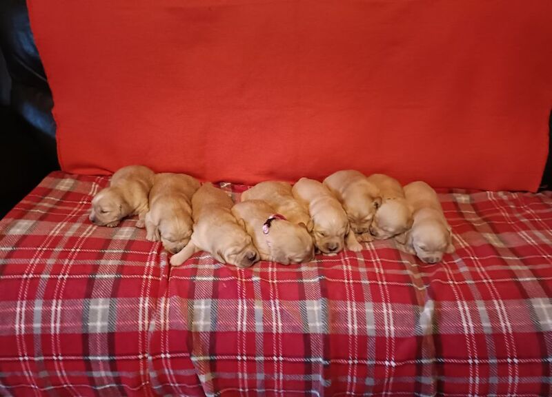 ⭐Stunning Golden Retriever Puppies - KC Reg⭐ for sale in Kirkcowan, Dumfries and Galloway - Image 4