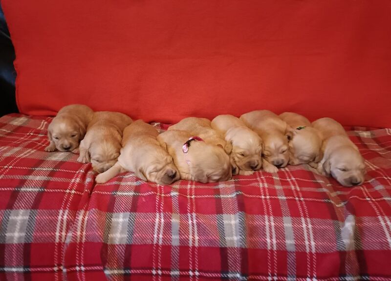 ⭐Stunning Golden Retriever Puppies - KC Reg⭐ for sale in Kirkcowan, Dumfries and Galloway - Image 5